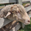 Sheep123