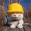 Cat in a construction hat