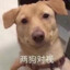 东星耀杨