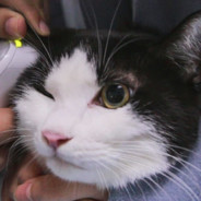 御建鸣神主尊大御所