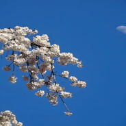 Макаронный монстр - steam id 76561198871766149