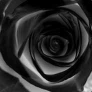 Rosadolly