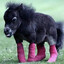 GEORGE THE HORSE