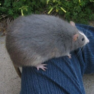 Мыш (кродеца)