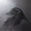 Raven-