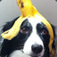 Cachorro Banana