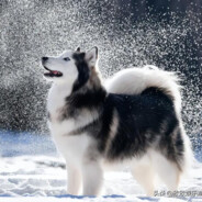 Husky970303