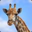 Giraffee.Z