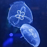 Cayman Woad avatar