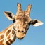 Tigirafe