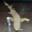 subway shark