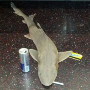 subway shark