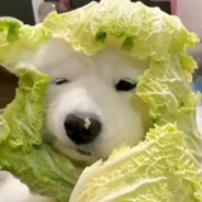 长春最后的人物