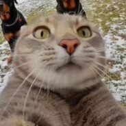 可不可以整点深情