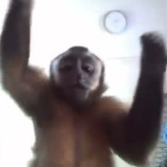 Grateful Ape