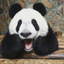 PewPewPanda