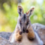 Miniwallaby