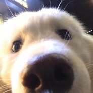 萨摩耶不是北极熊