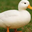 KanonTheDuck