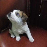 东京80W女优教头