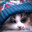 Fancy Cat
