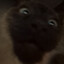 !Bob