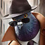Spioniro golubiro