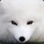 WhiteFox