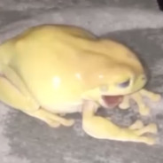 能豆儿