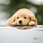 故里从此别长安