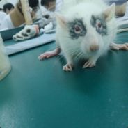 德拉克里雅梅隆