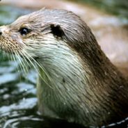 Otter_Wöm