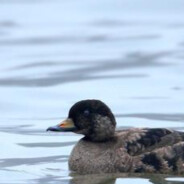 超级黑鸭冲冲冲