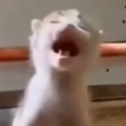 18岁娇美自由人bond~GG bond