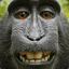 CheekyMonkey