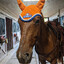 Professional Horse