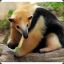 SR.Tamandua Mirim