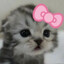 绷带猫