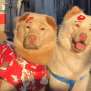 成都盗号王+Q2592555158