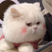 小猫咪能有什么坏心眼