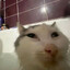EmiCat&#039;s