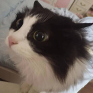 周杰伦有个警察梦