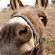 DonkeyFace