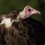 Vulture