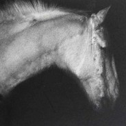 划开御姐的扇贝