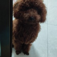 从全世界路过你