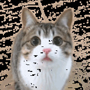 果子狸闪闪发光