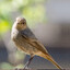 freaka le bird watcher