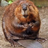 Beaver