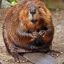 Beaver